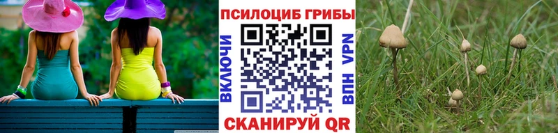 закладки  Пласт  Псилоцибиновые грибы Psilocybe 